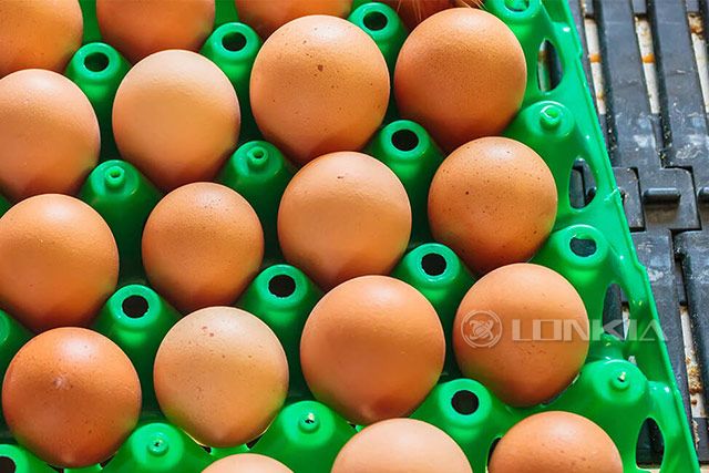 How to Wash Plastic Egg Trays in Batches?