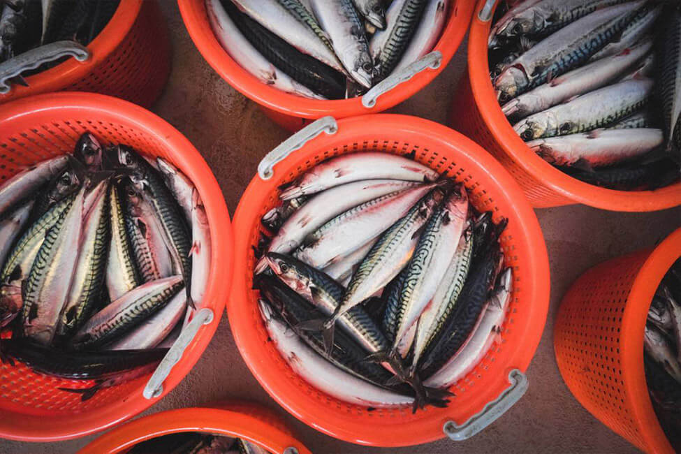 Fishery Container Industrial Washing Systems