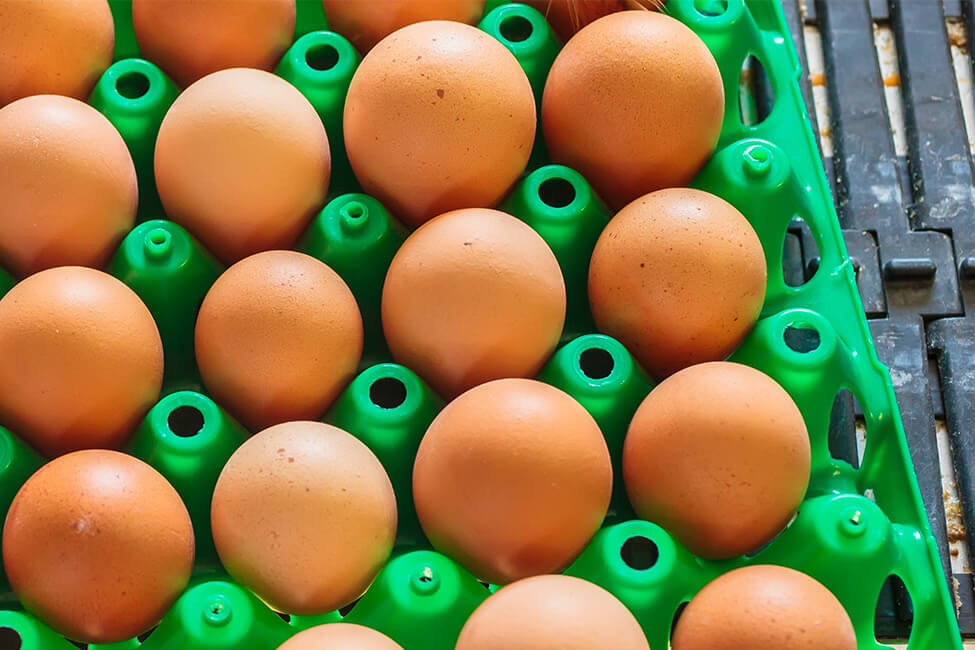 Poultry Industrial Washing Systems